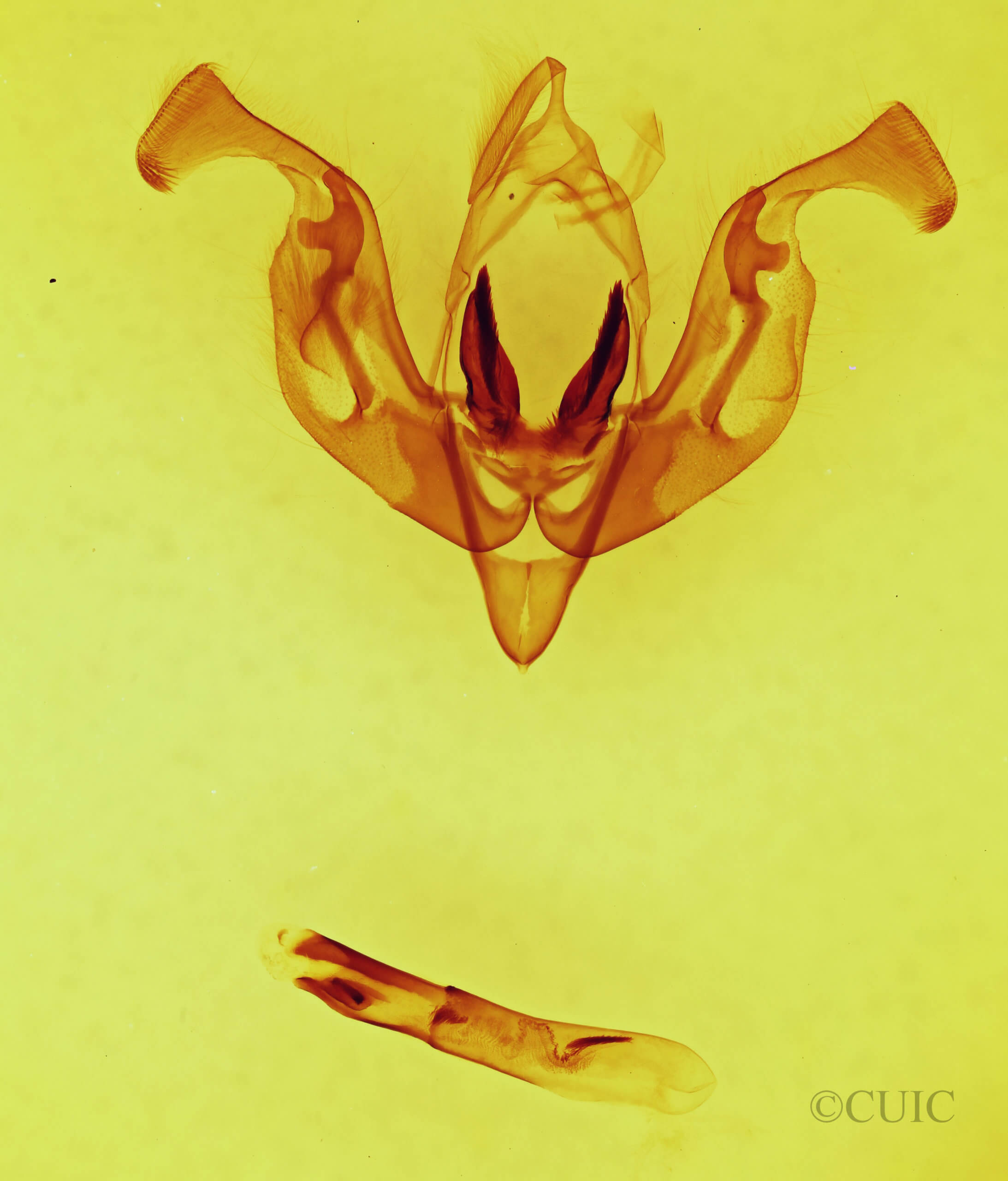 genitalia view of adult Lacinipolia vicina