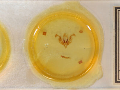 slide view of adult Lacinipolia vicina