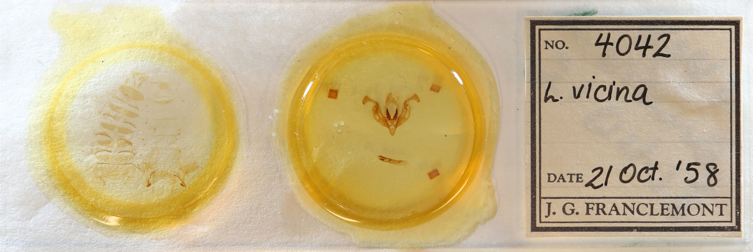 slide view of adult Lacinipolia vicina