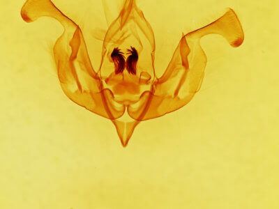 genitalia view of adult Lacinipolia pensilis