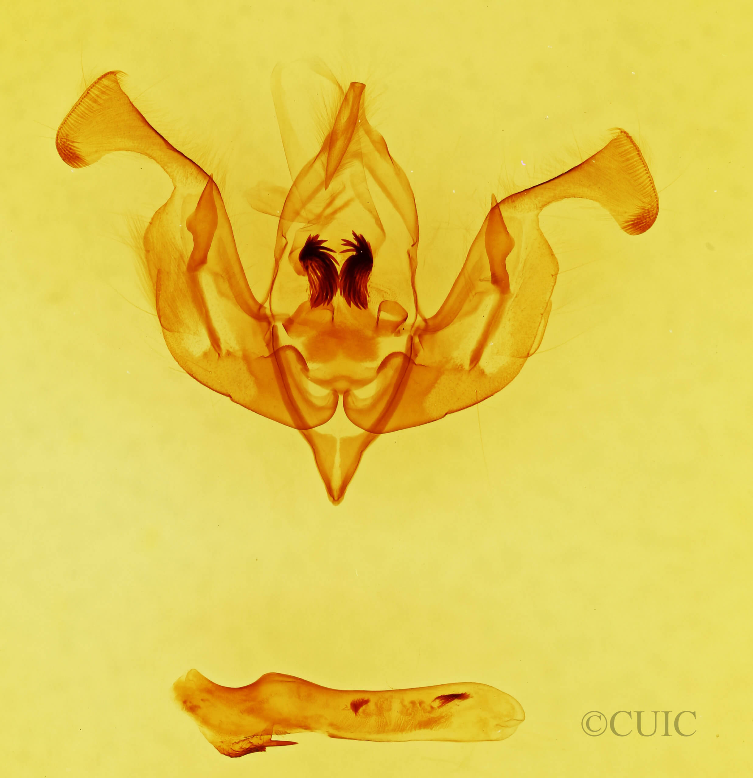 genitalia view of adult Lacinipolia pensilis