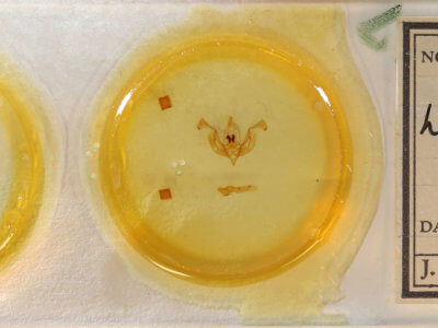 slide view of adult Lacinipolia pensilis