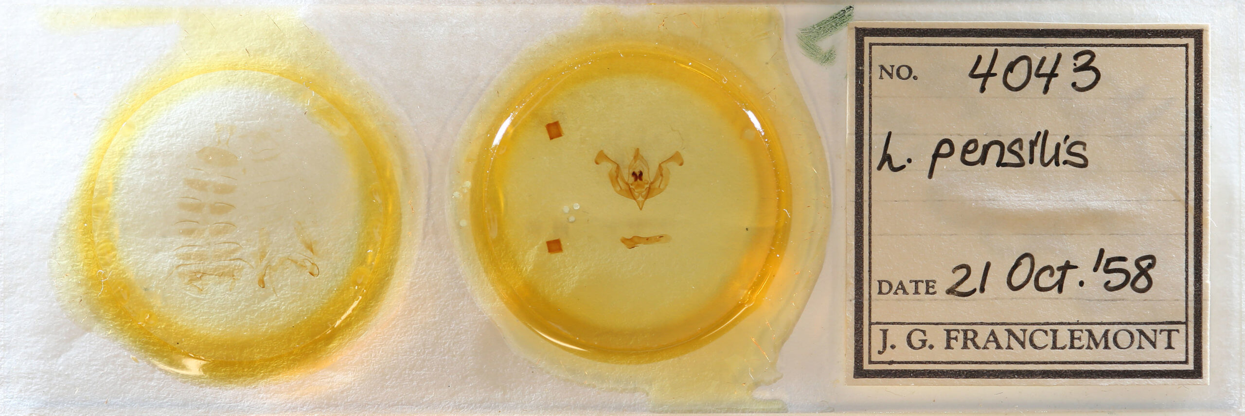 slide view of adult Lacinipolia pensilis