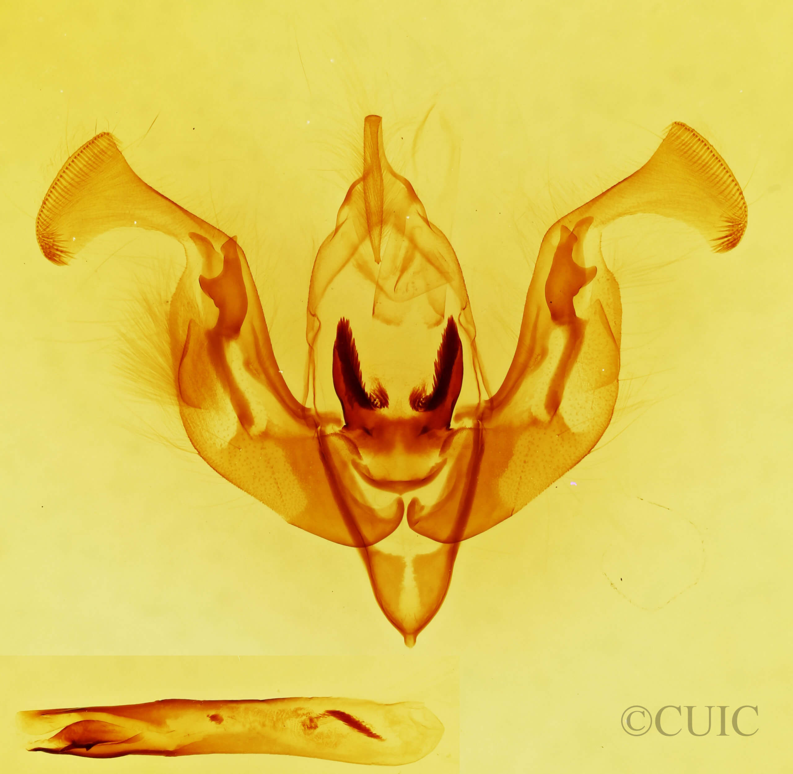 genitalia view of adult Lacinipolia vicina