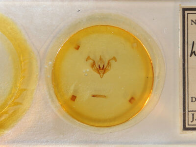 slide view of adult Lacinipolia vicina