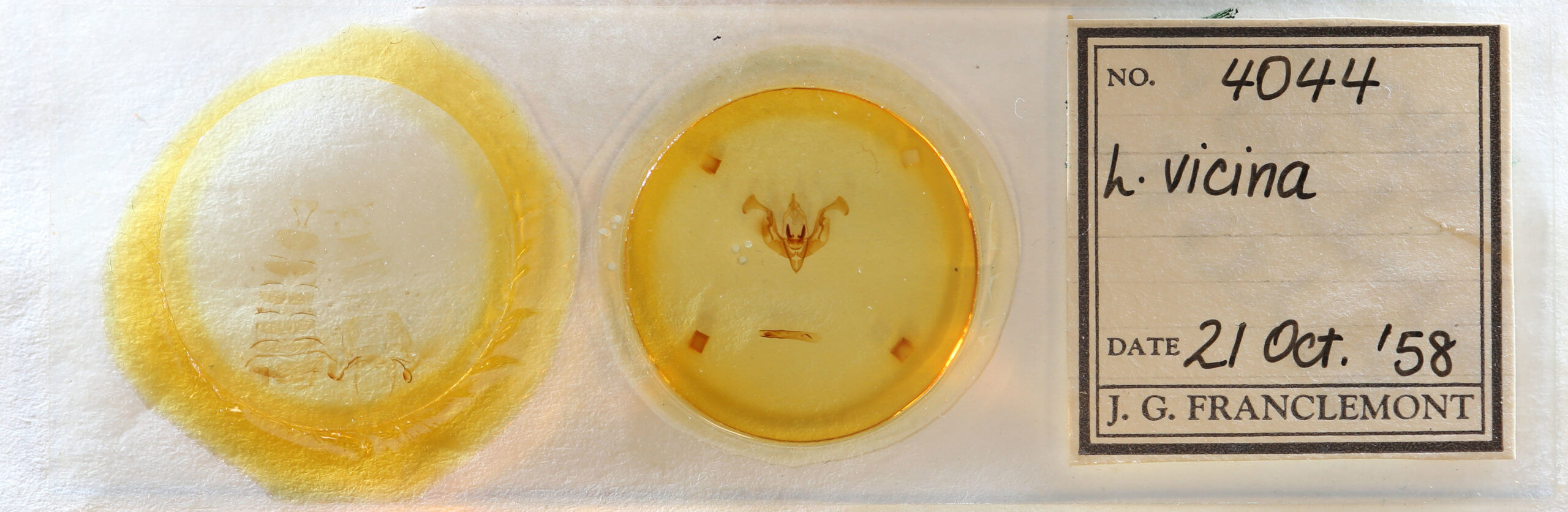 slide view of adult Lacinipolia vicina