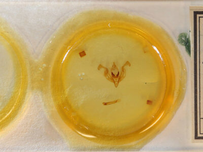 slide view of adult Lacinipolia vicina