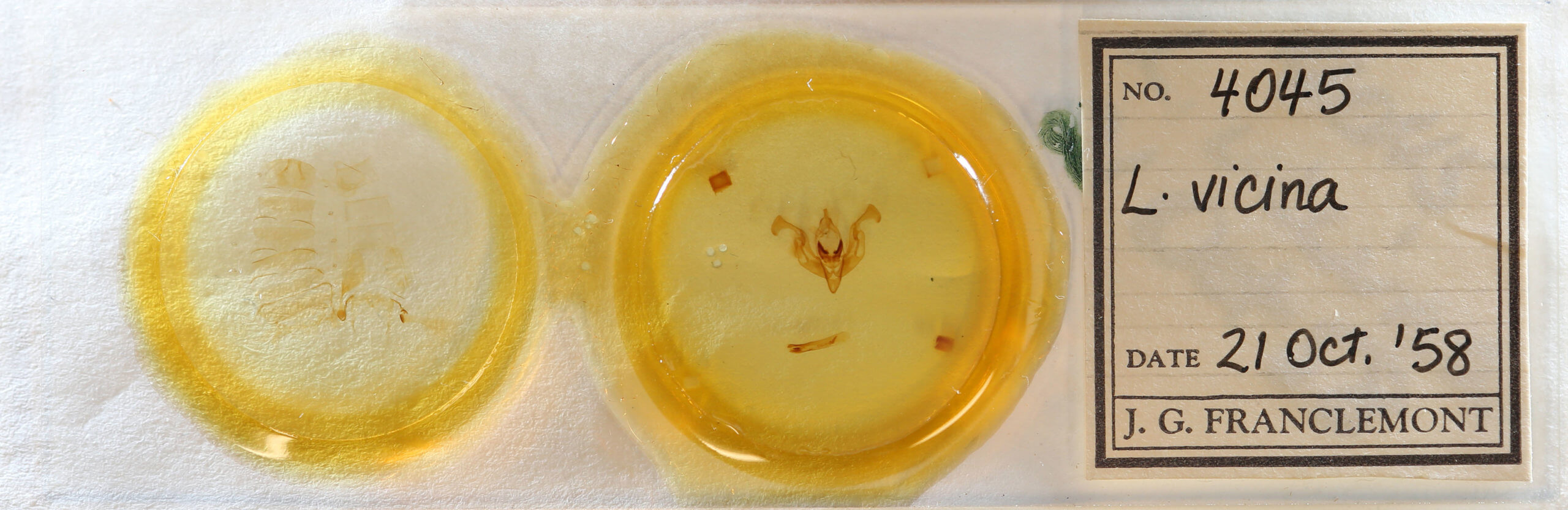 slide view of adult Lacinipolia vicina