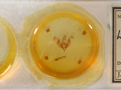 slide view of adult Lacinipolia teligera