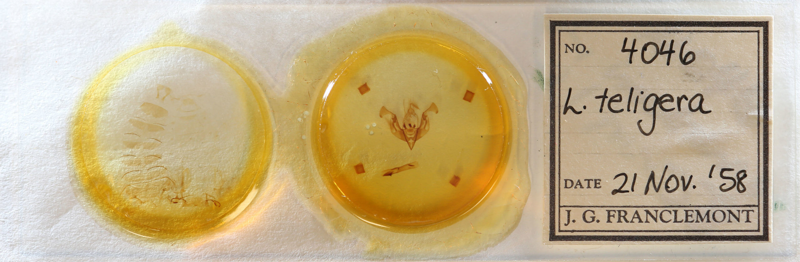 slide view of adult Lacinipolia teligera