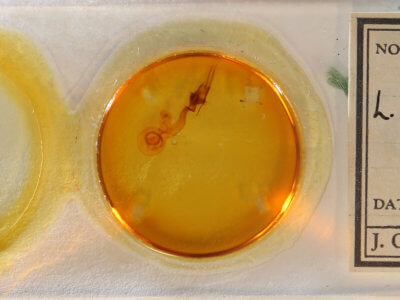 slide view of adult Lacinipolia vicina