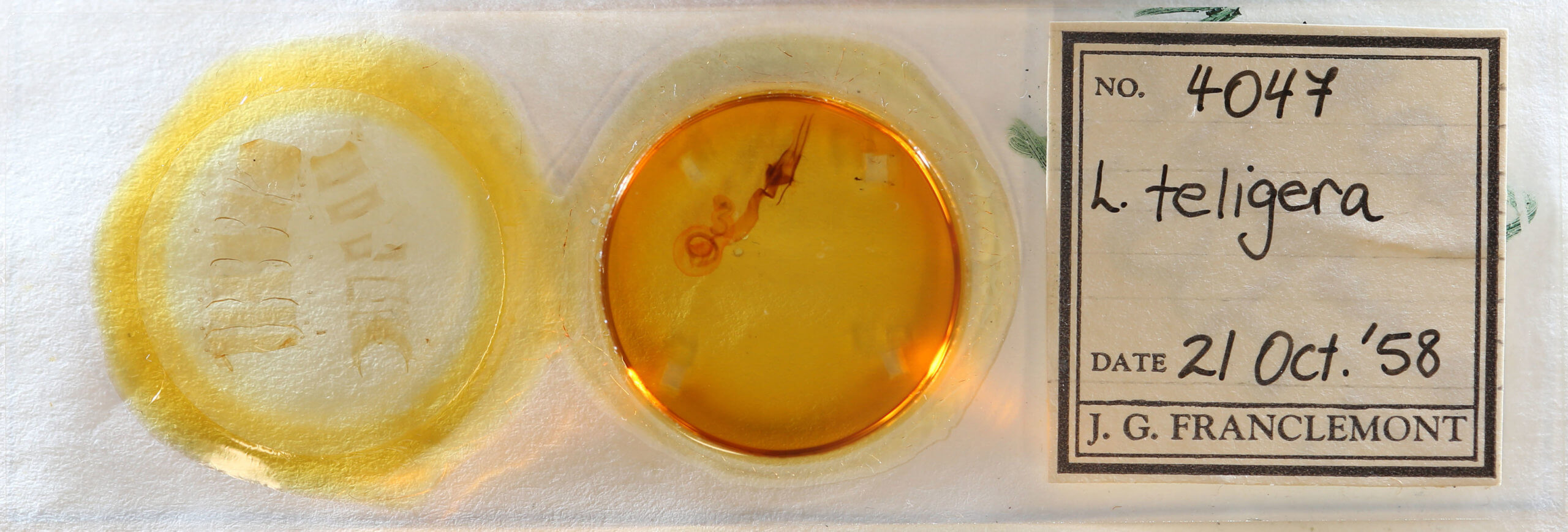 slide view of adult Lacinipolia vicina