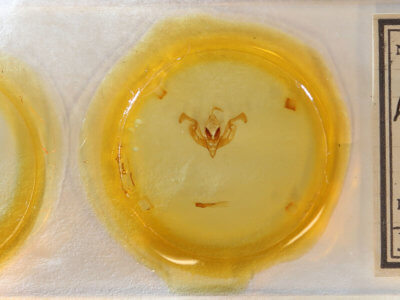 slide view of adult Lacinipolia vicina