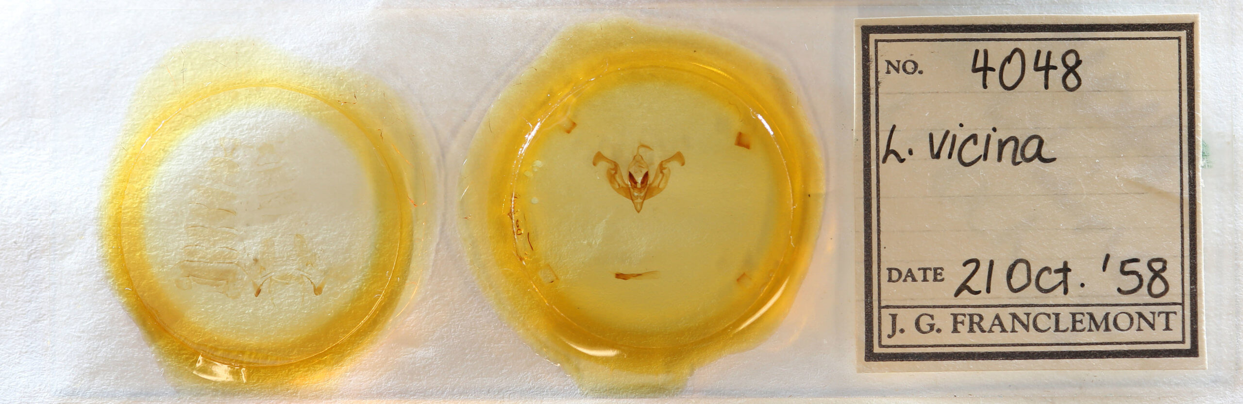 slide view of adult Lacinipolia vicina