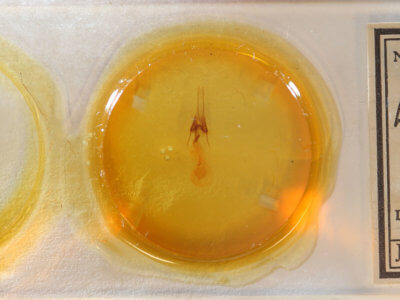 slide view of adult Lacinipolia vicina