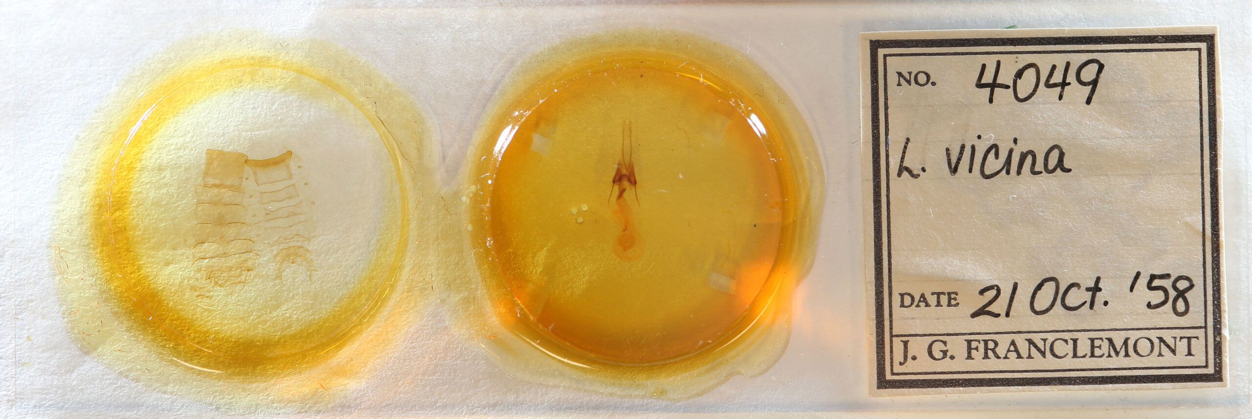 slide view of adult Lacinipolia vicina