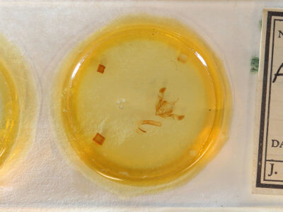 slide view of adult Aseptis serrula