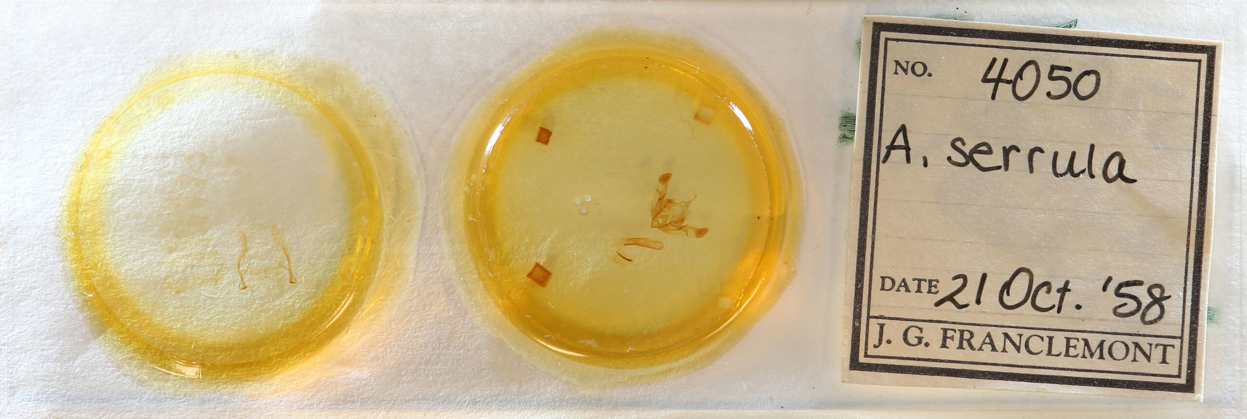 slide view of adult Aseptis serrula