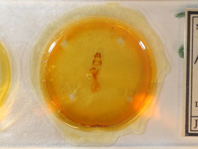 slide view of adult Aseptis serrula