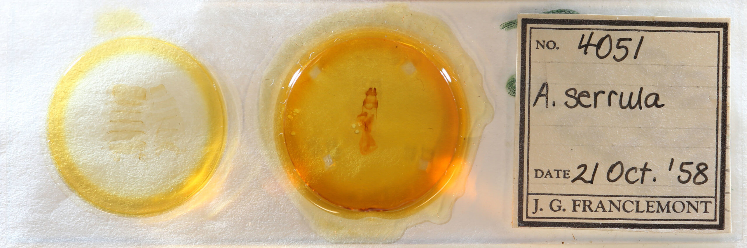 slide view of adult Aseptis serrula