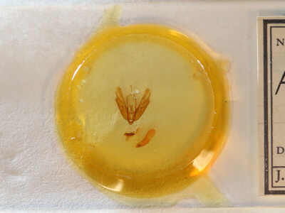 slide view of adult Acronicta innotata