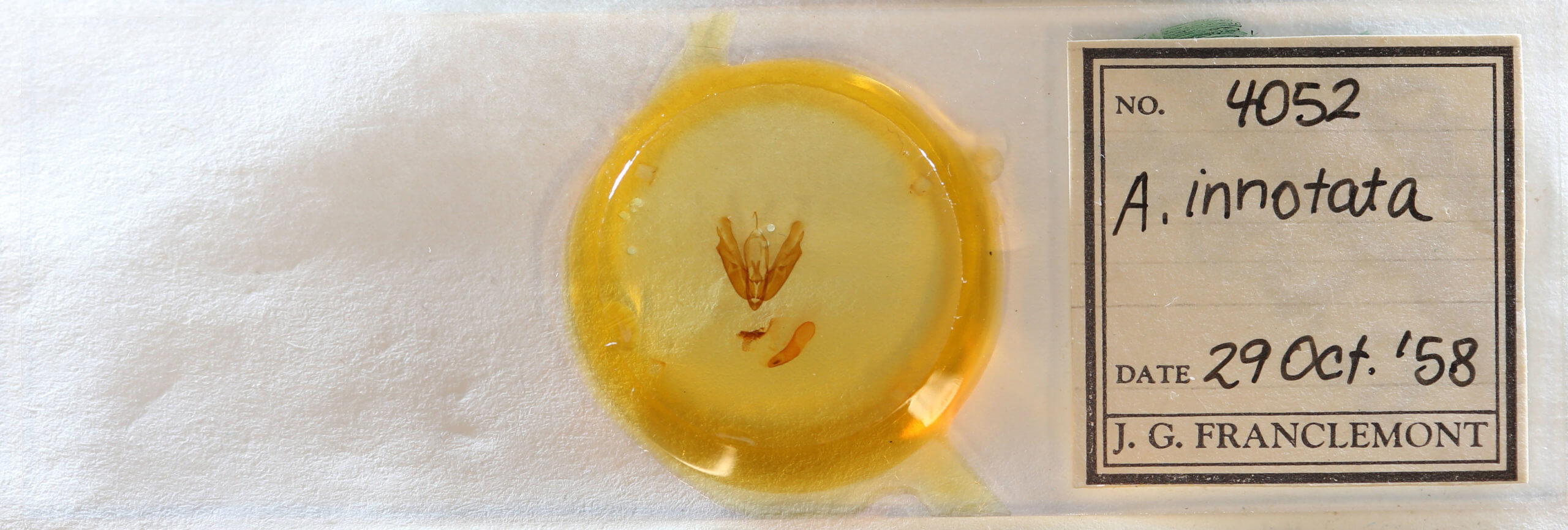 slide view of adult Acronicta innotata