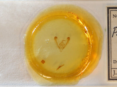 slide view of adult Pyrrhia exprimens