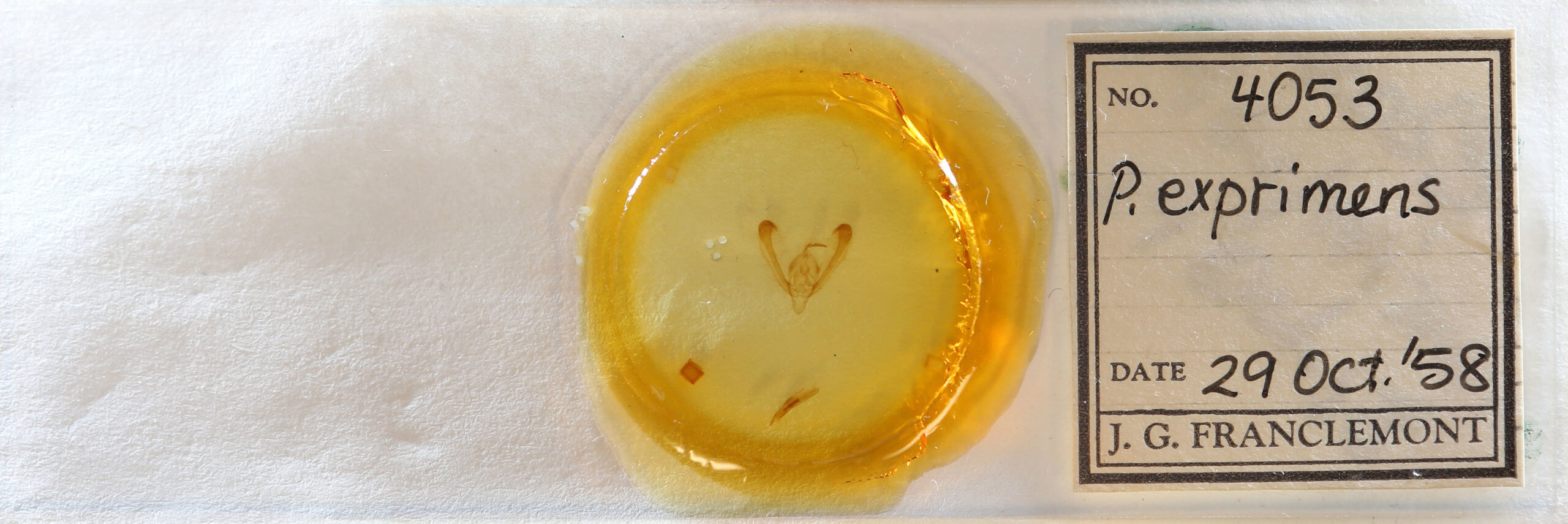 slide view of adult Pyrrhia exprimens