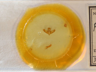 slide view of adult Panthea acronyctoides