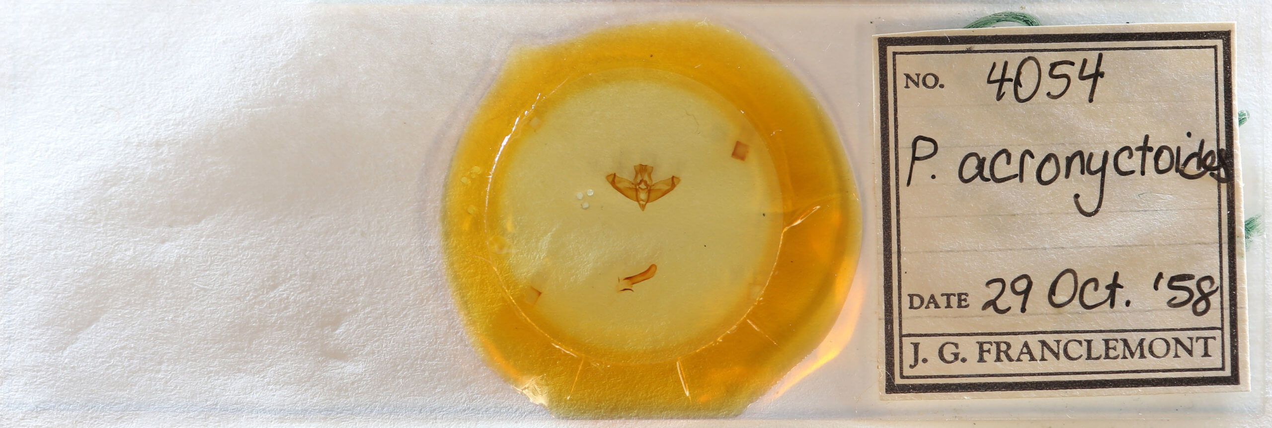 slide view of adult Panthea acronyctoides