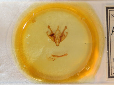 slide view of adult Polia nimbosa