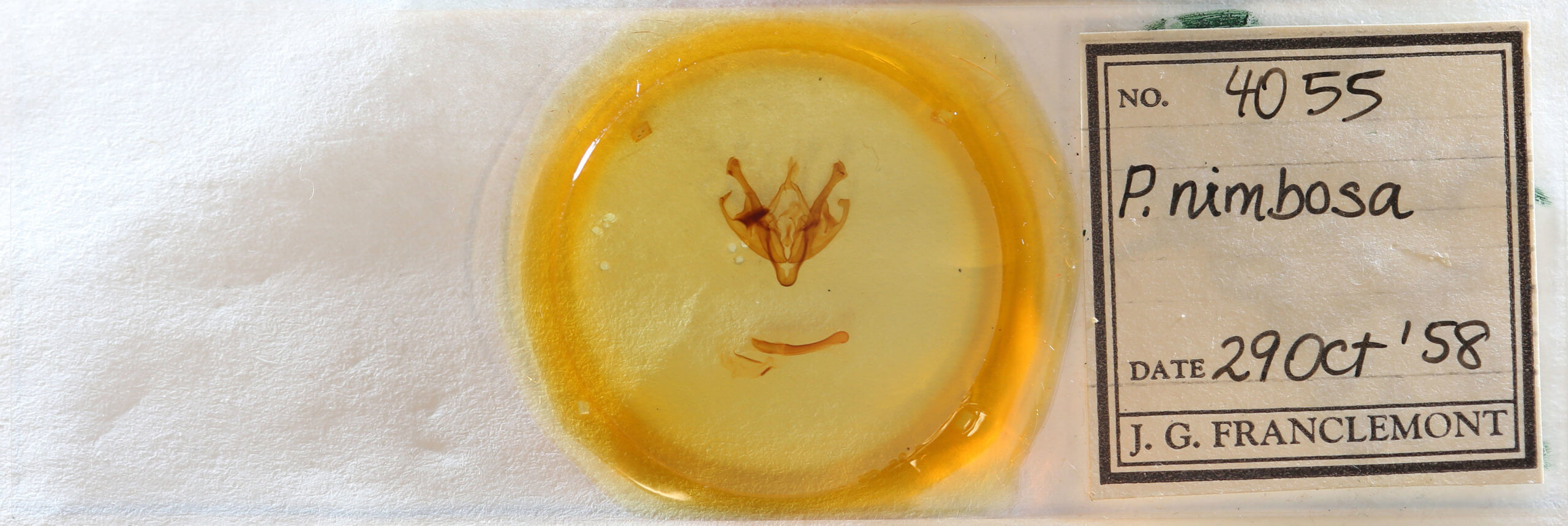 slide view of adult Polia nimbosa