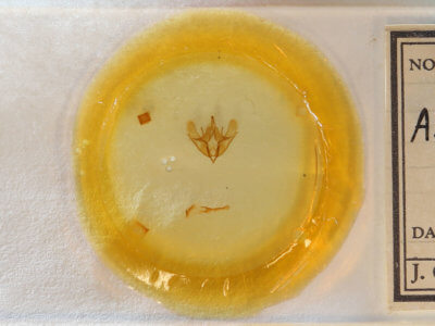 slide view of adult Acronicta funeralis