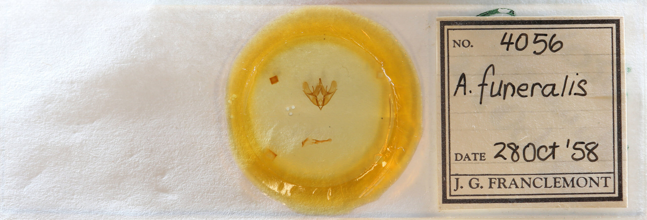 slide view of adult Acronicta funeralis