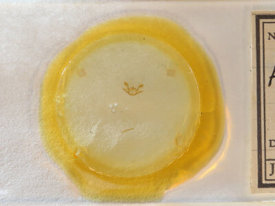 slide view of adult Iridopsis ephyraria