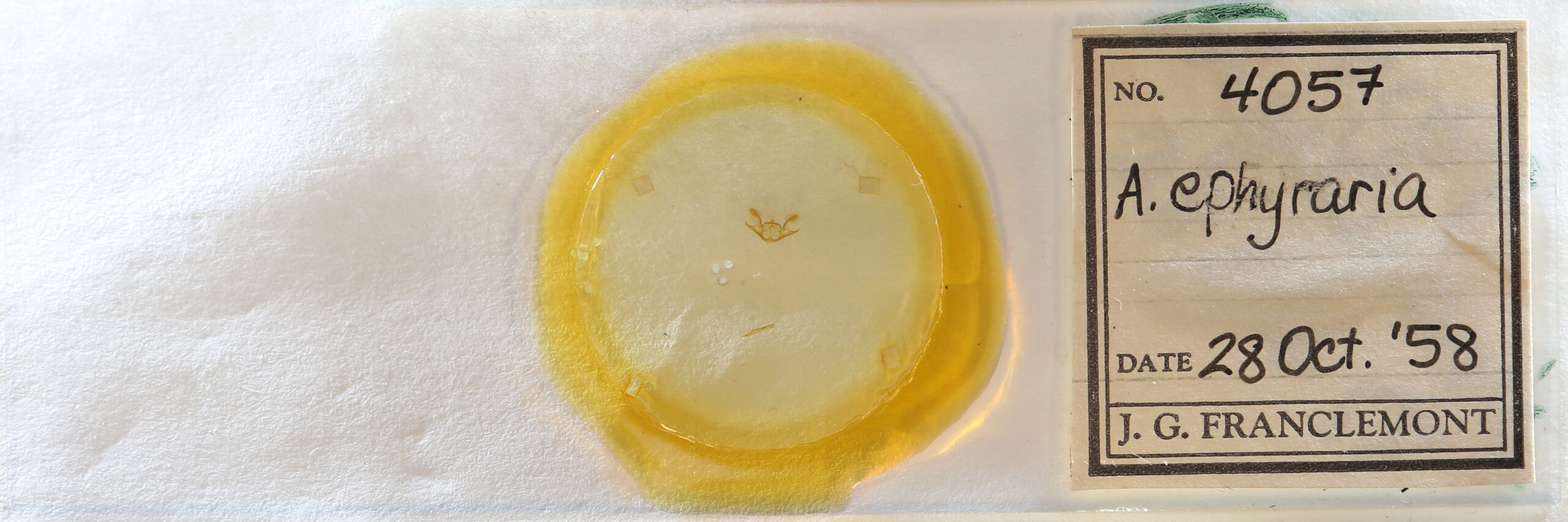 slide view of adult Iridopsis ephyraria