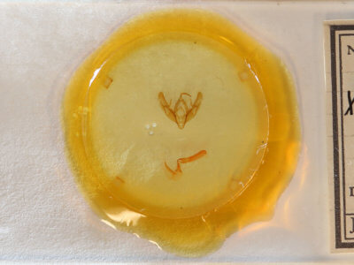 slide view of adult Xestia