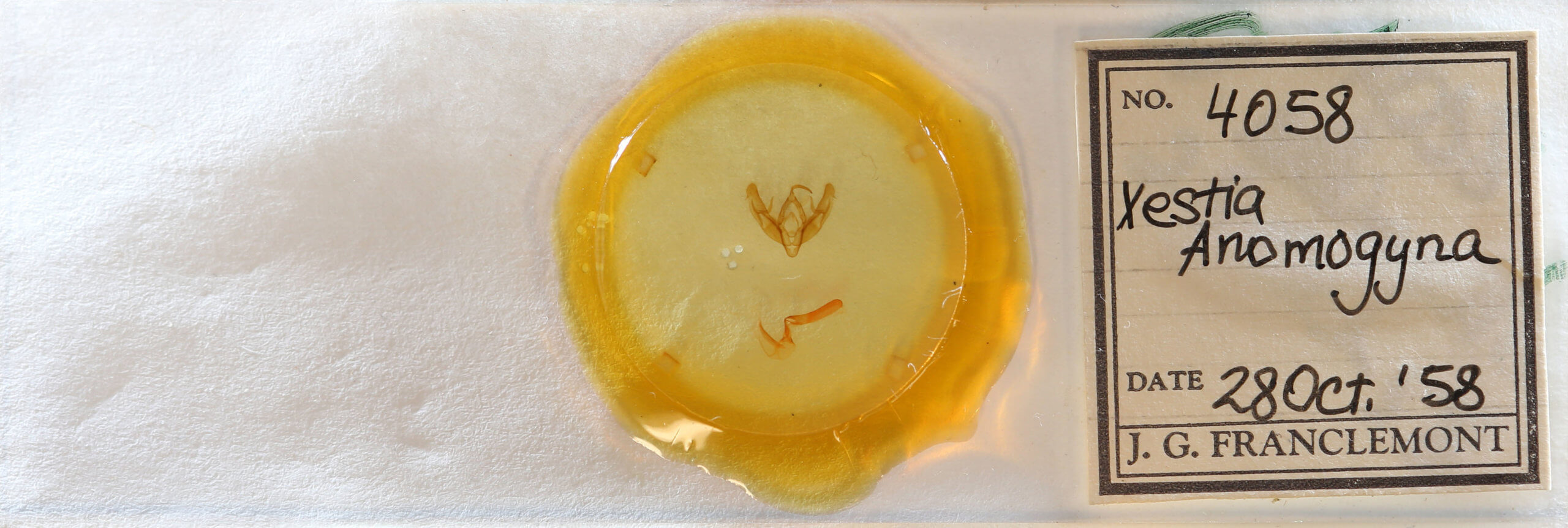 slide view of adult Xestia