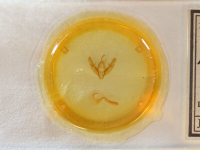 slide view of adult Xestia