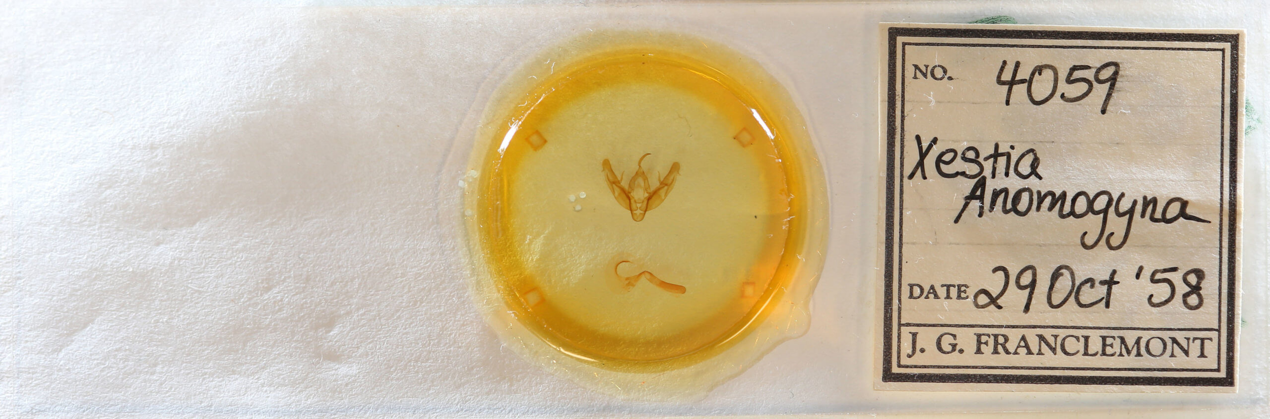 slide view of adult Xestia