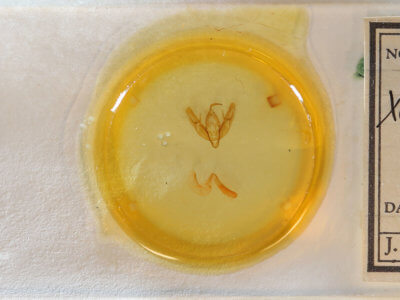 slide view of adult Xestia