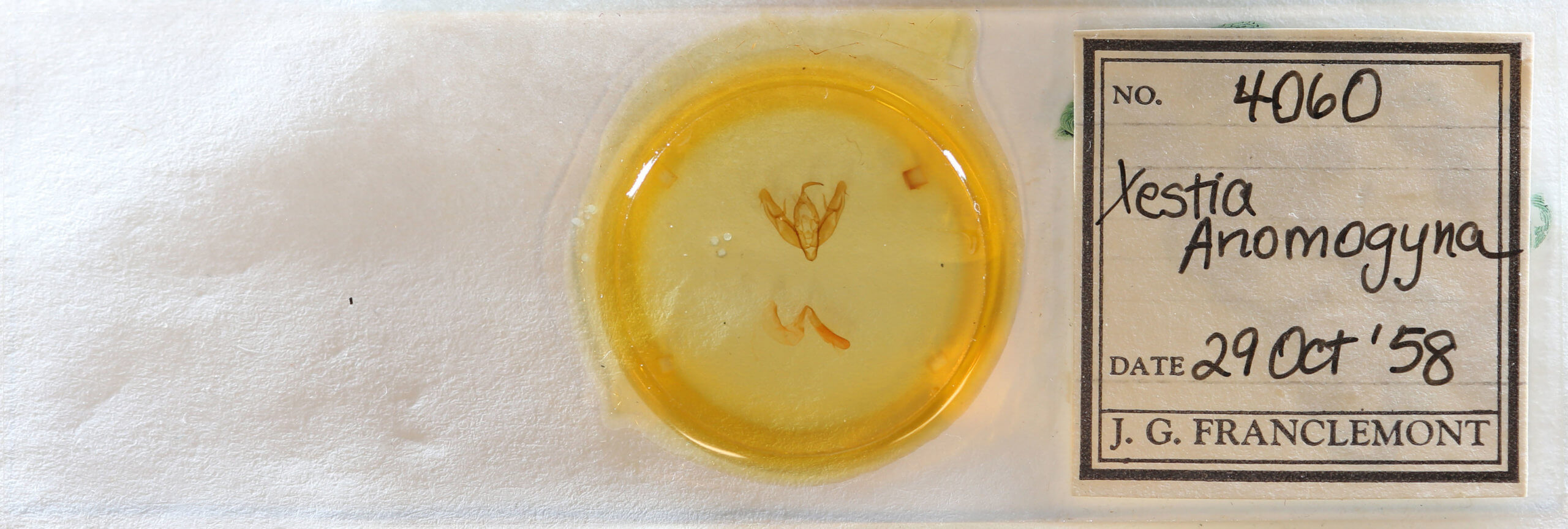 slide view of adult Xestia