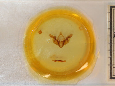 slide view of adult Hyppa xylinoides