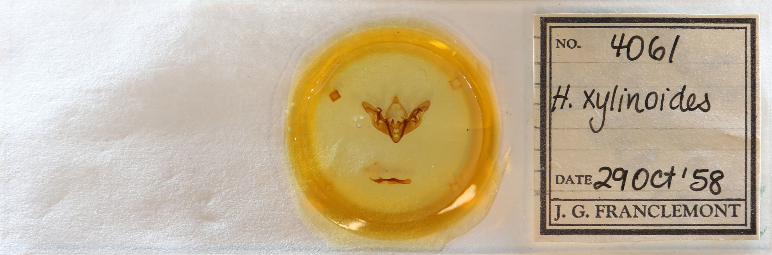 slide view of adult Hyppa xylinoides