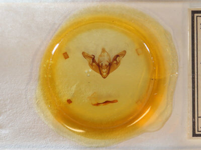 slide view of adult Hyppa contrasta