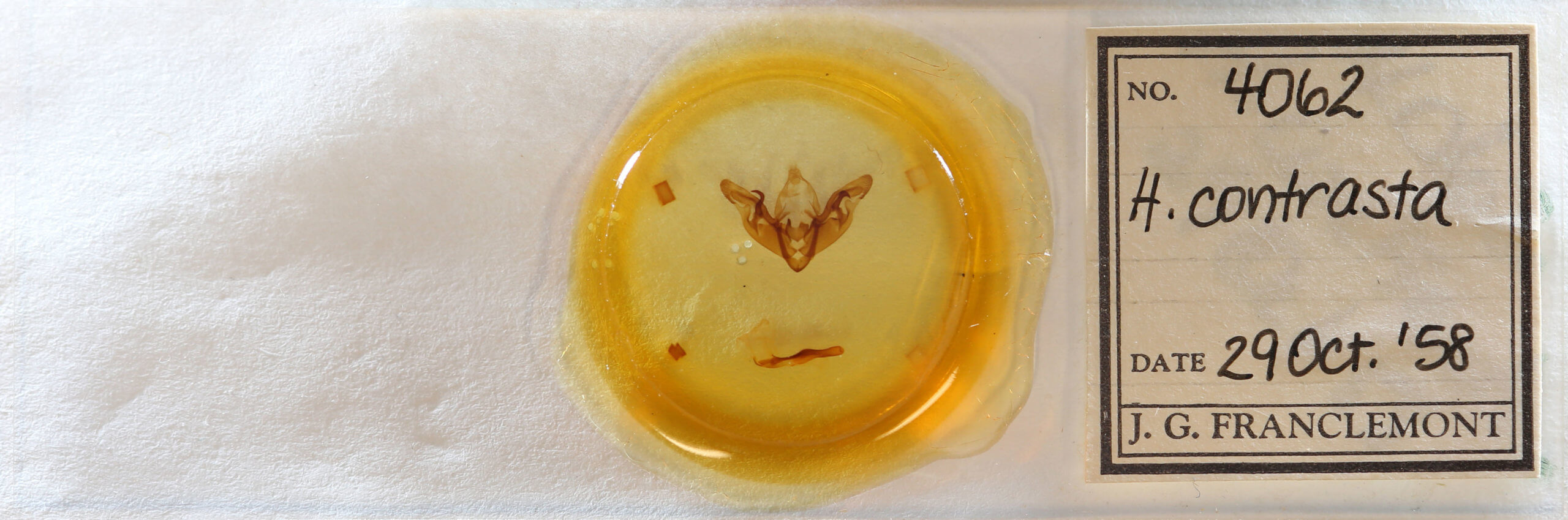 slide view of adult Hyppa contrasta