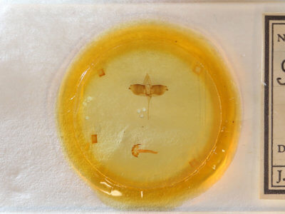 slide view of adult Sphacelodes vulneraria