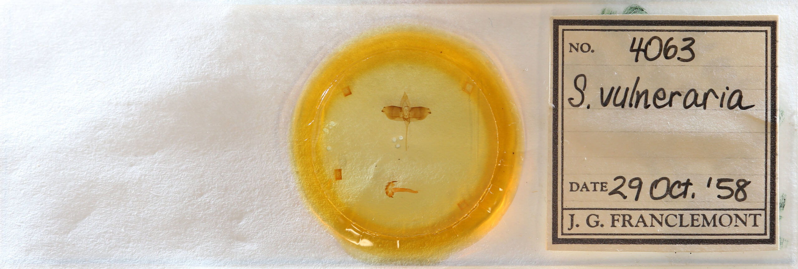 slide view of adult Sphacelodes vulneraria