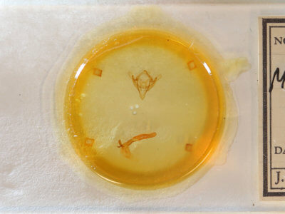 slide view of adult Meropleon diversicolor