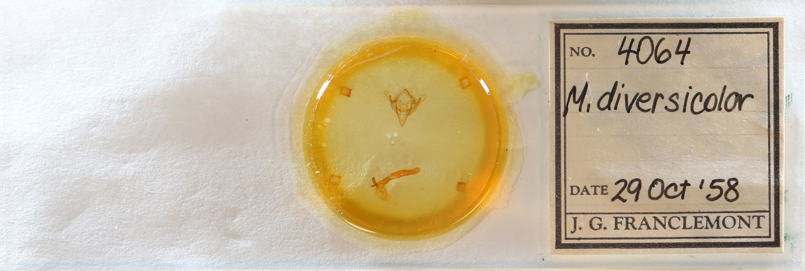 slide view of adult Meropleon diversicolor